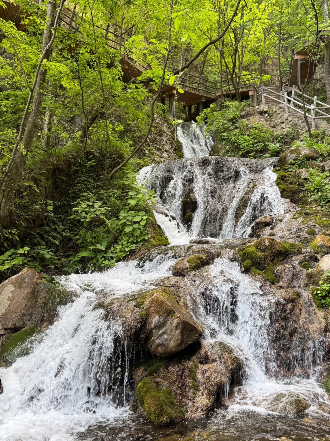洛阳的花瀑也太浪漫了！！！！！