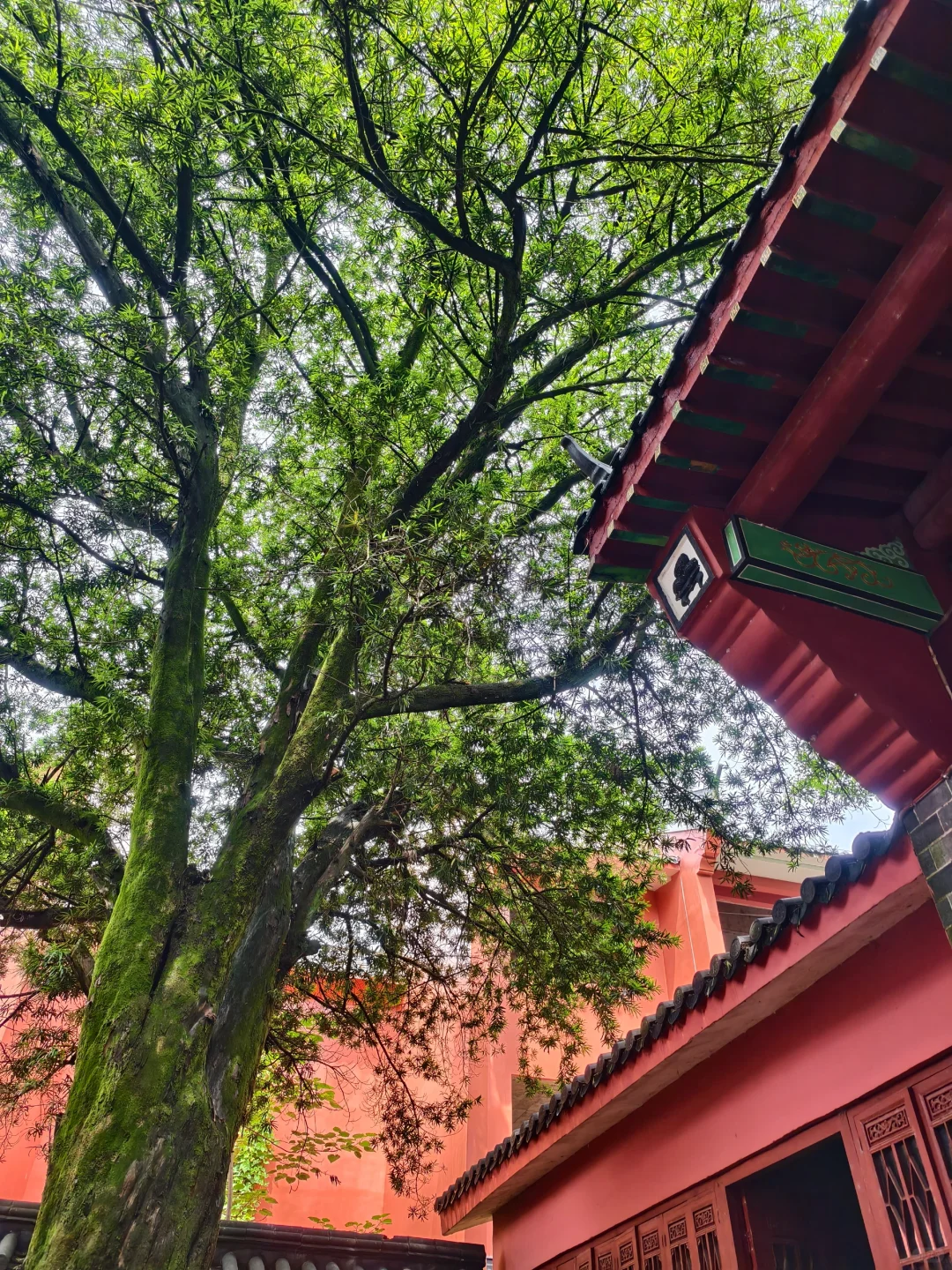 鹰潭龙虎山不累人一日游