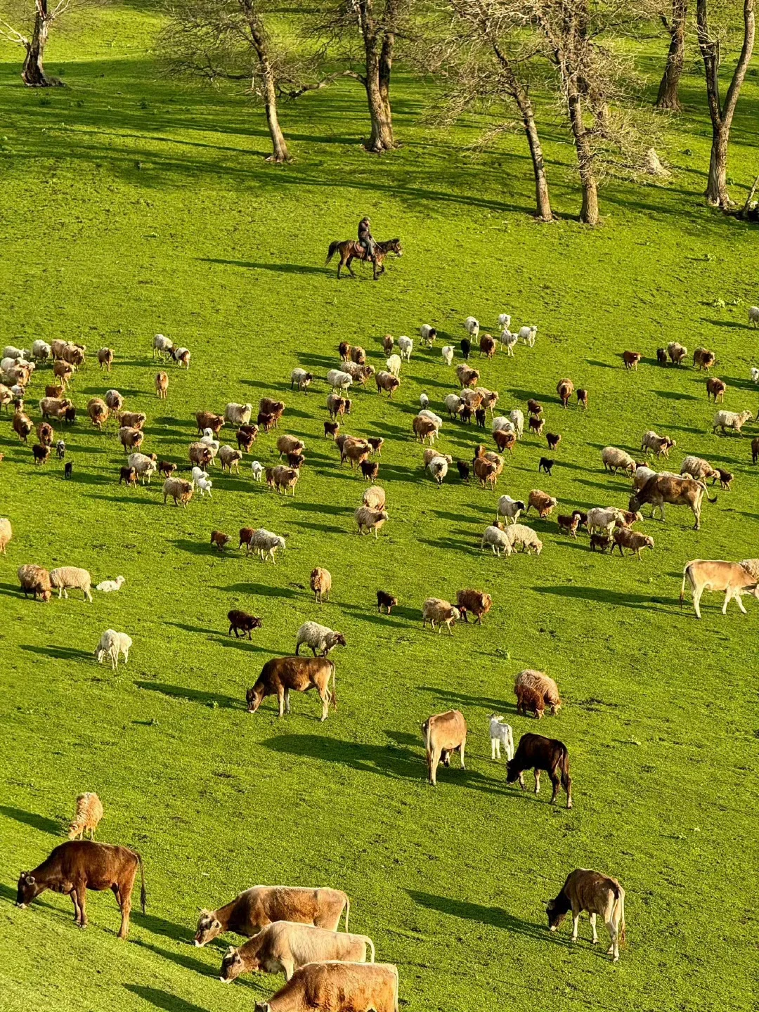 新疆伊犁小团已回，谈谈真实感受（8天7晚）