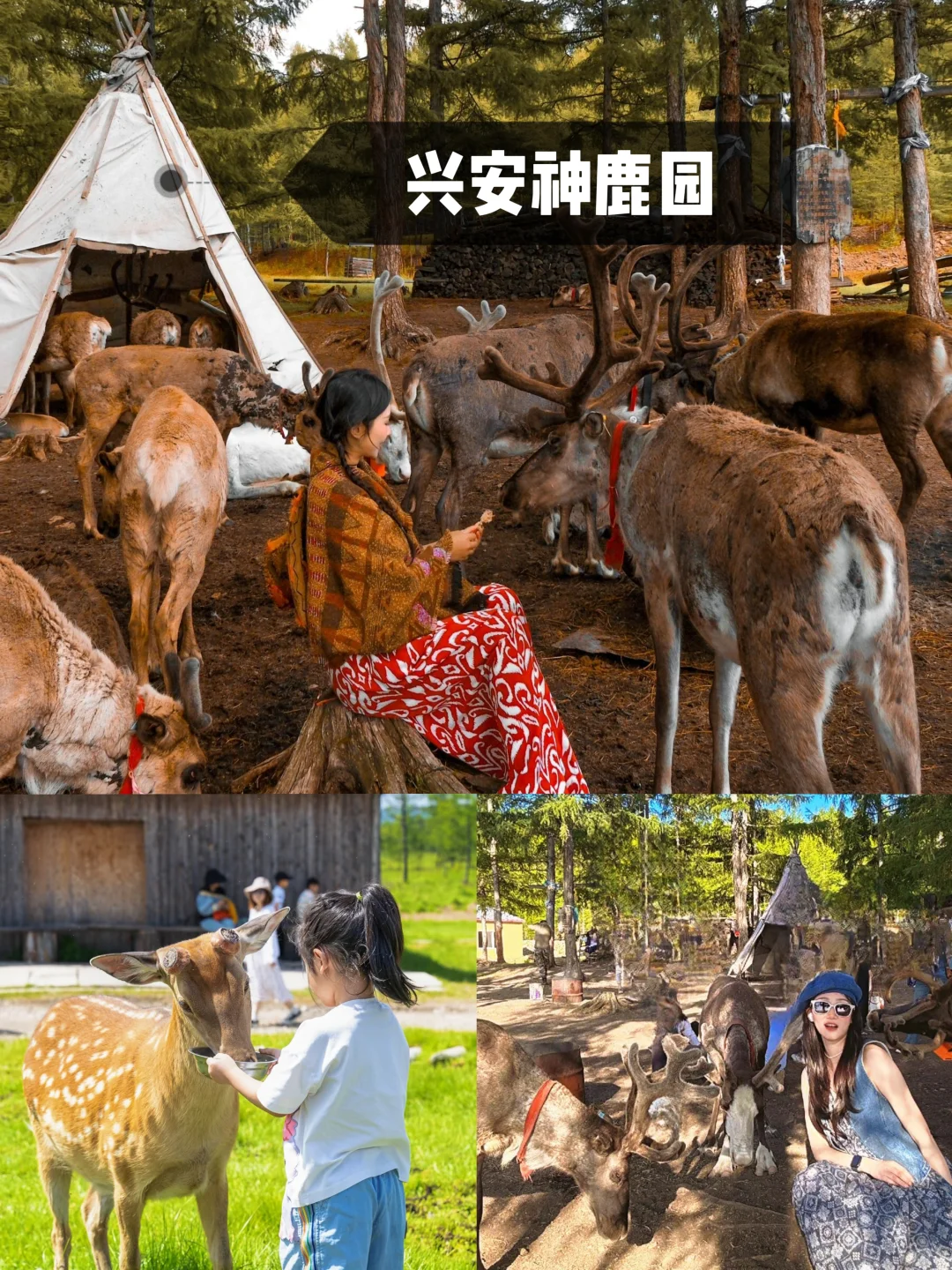 🌿这个夏天总要去一次呼伦贝尔吧!