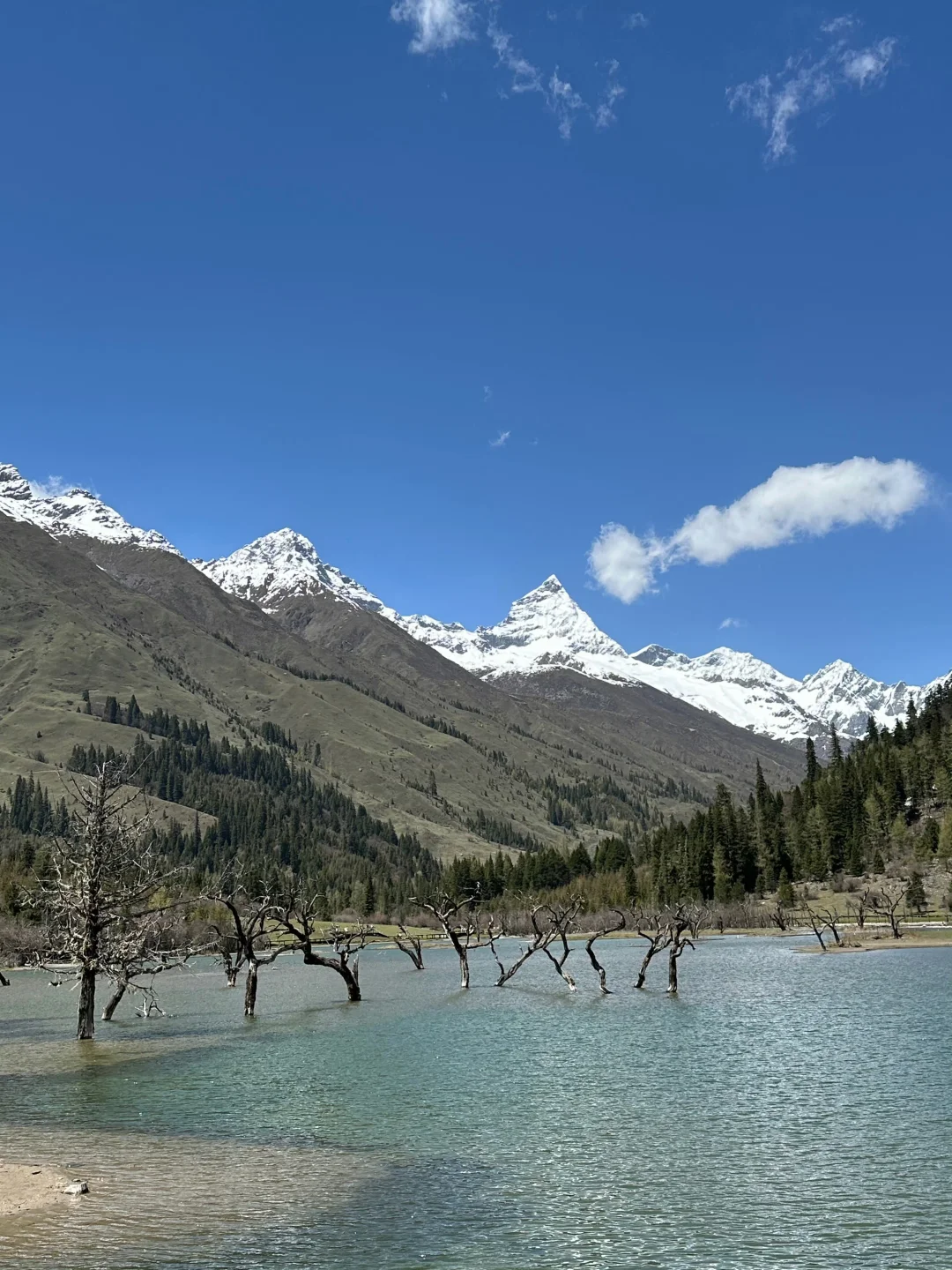 5.19📍四姑娘山实况，草绿了🌿端午来的听劝…