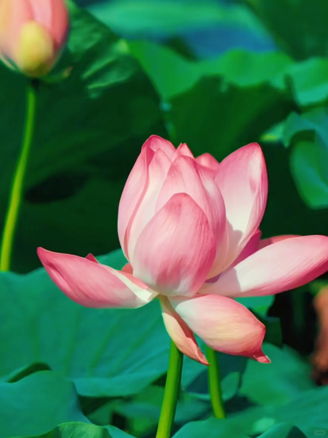 🚗周末逃离计划❗️人均300+古镇&金丝峡