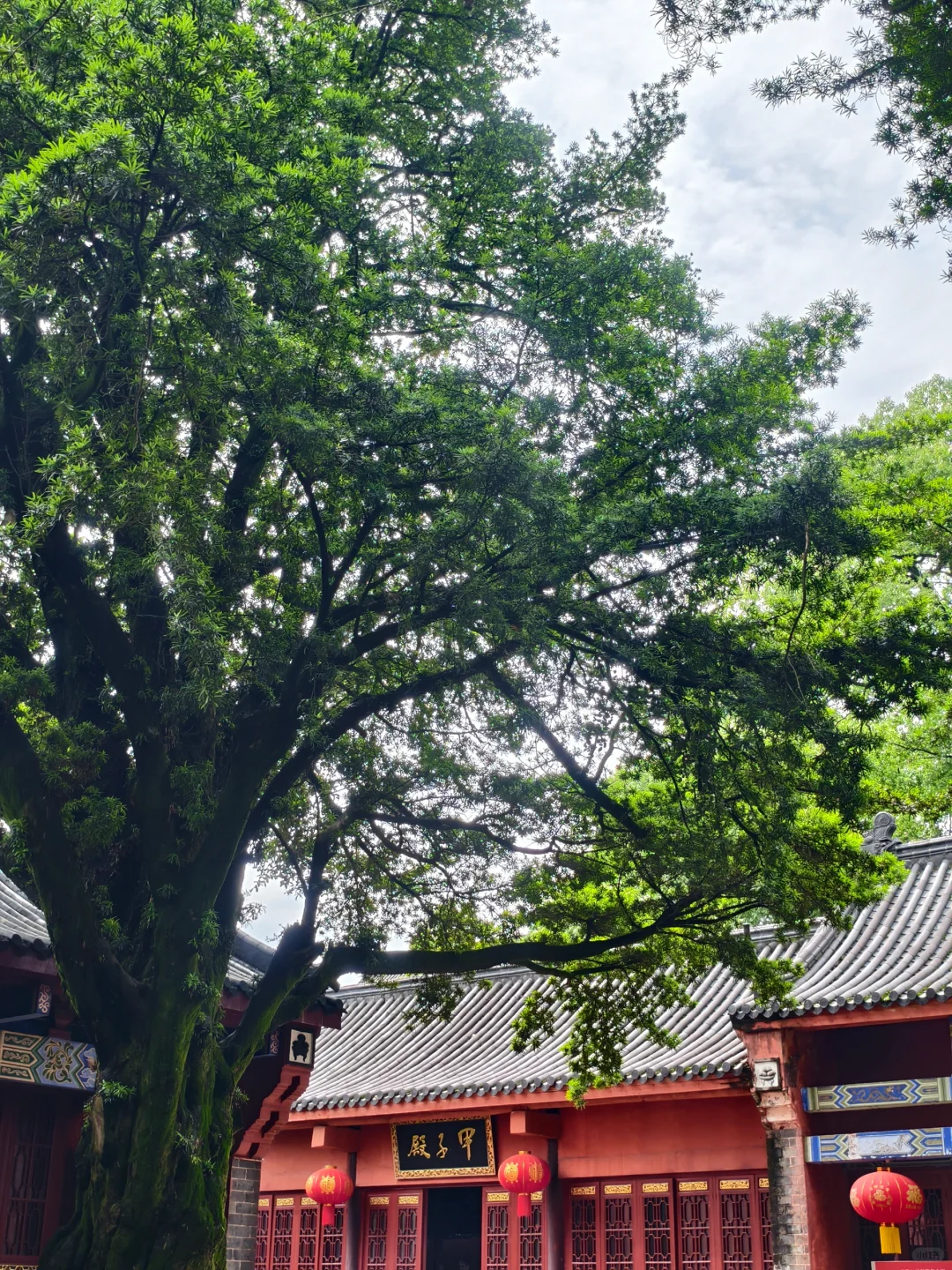 鹰潭龙虎山不累人一日游