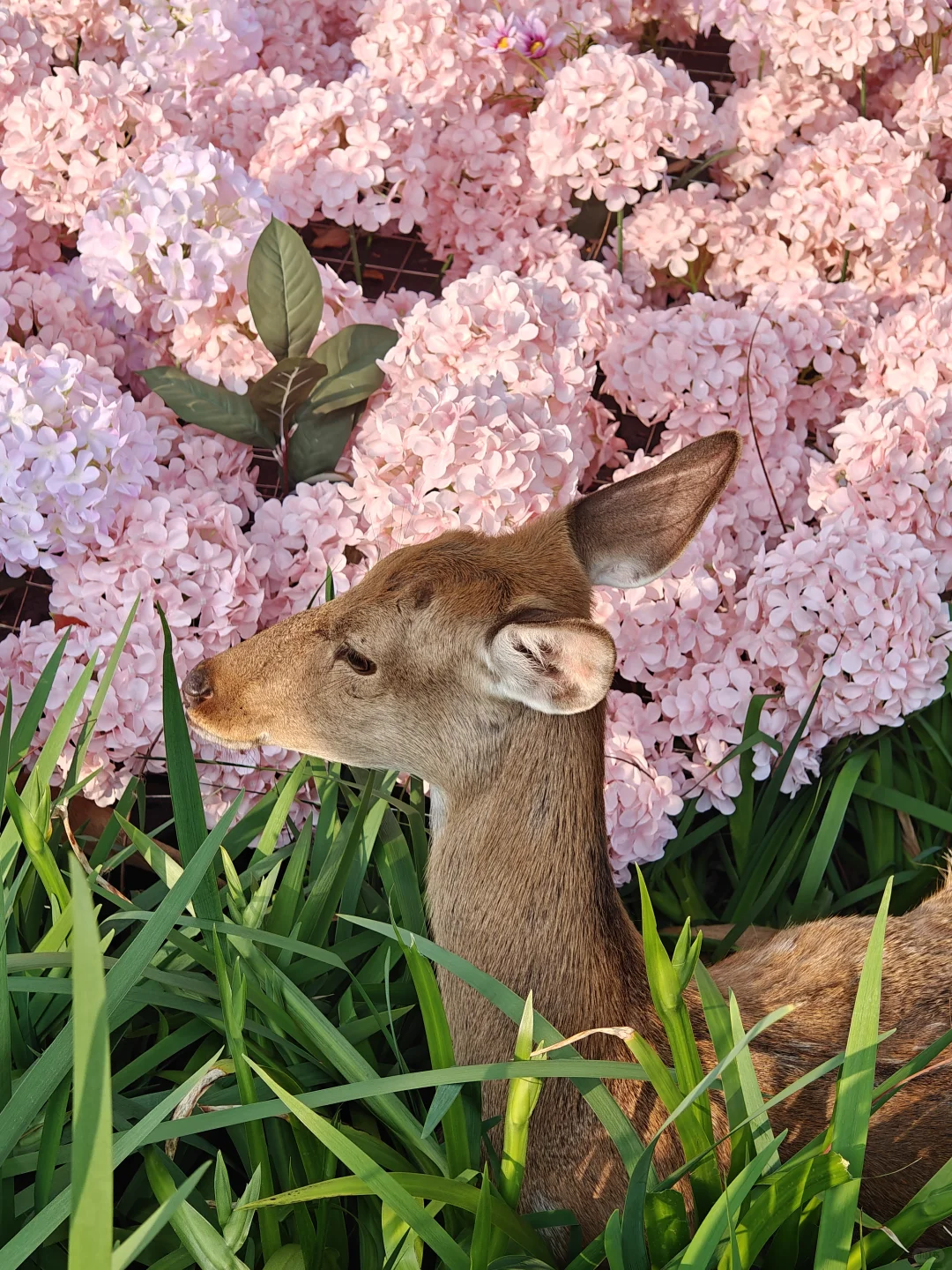 🌊珠海很好，下次还来！ 附攻略