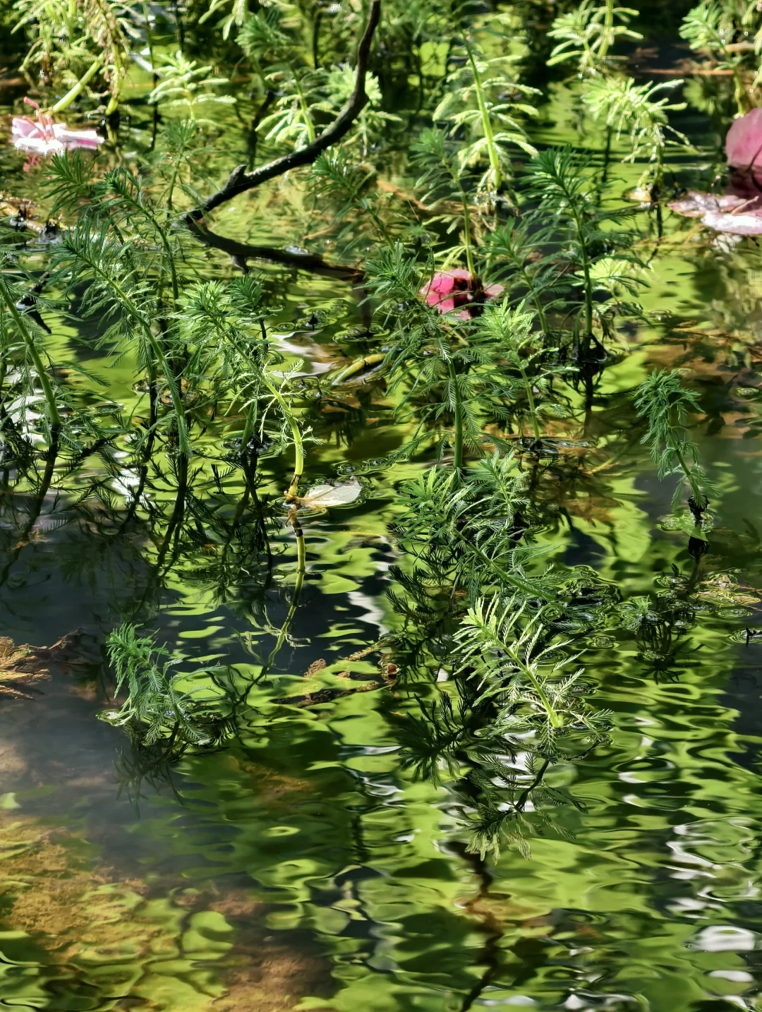 一不小心走进了山水画里！✨