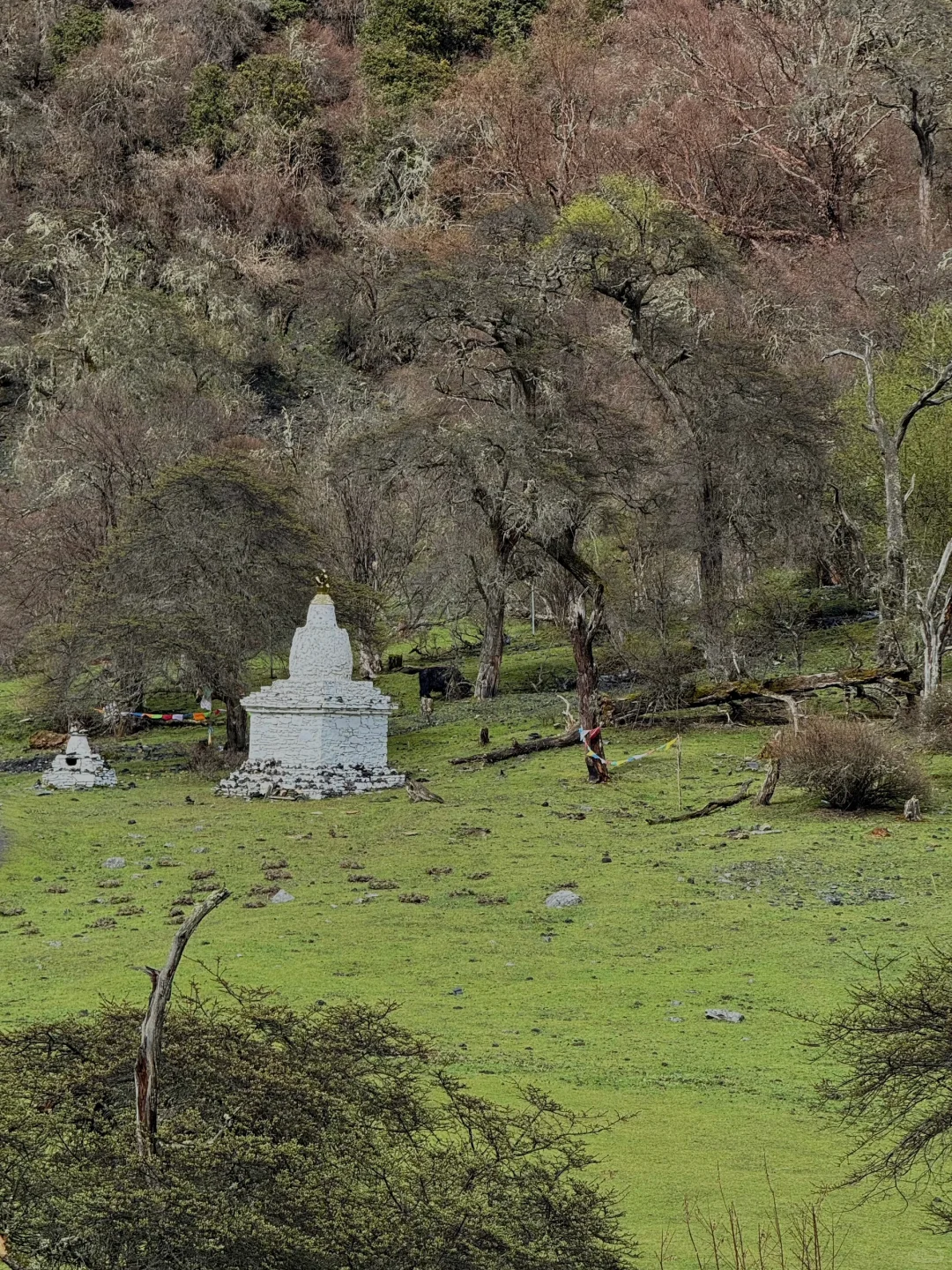 5.19📍四姑娘山实况，草绿了🌿端午来的听劝…