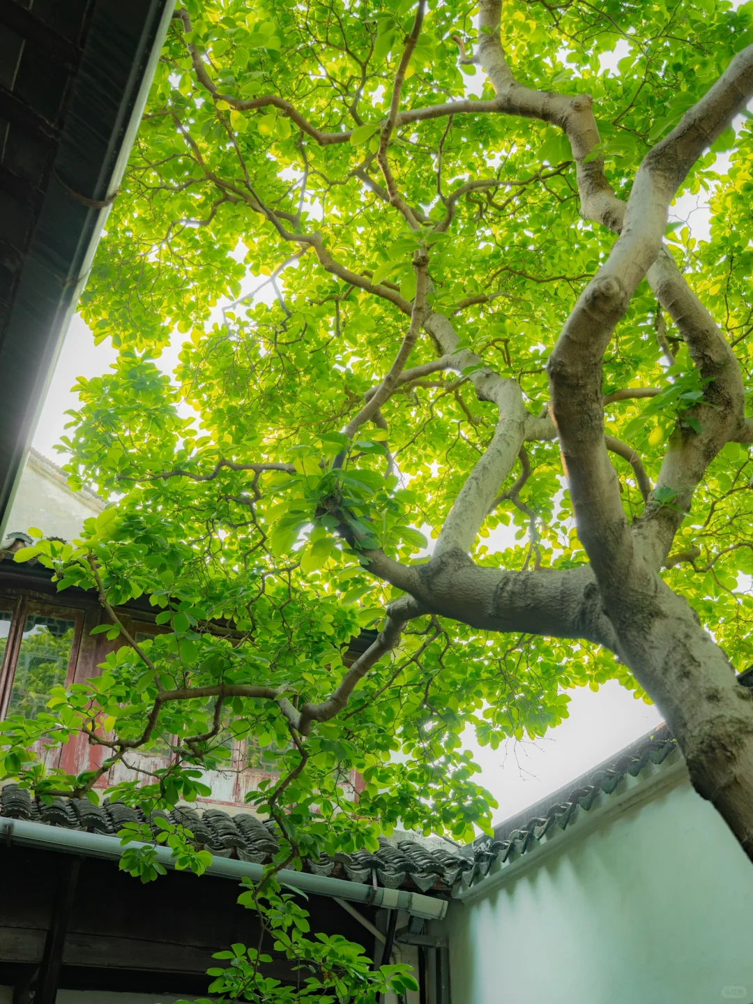 为了这1⃣️6⃣️张图，特地来了趟苏州