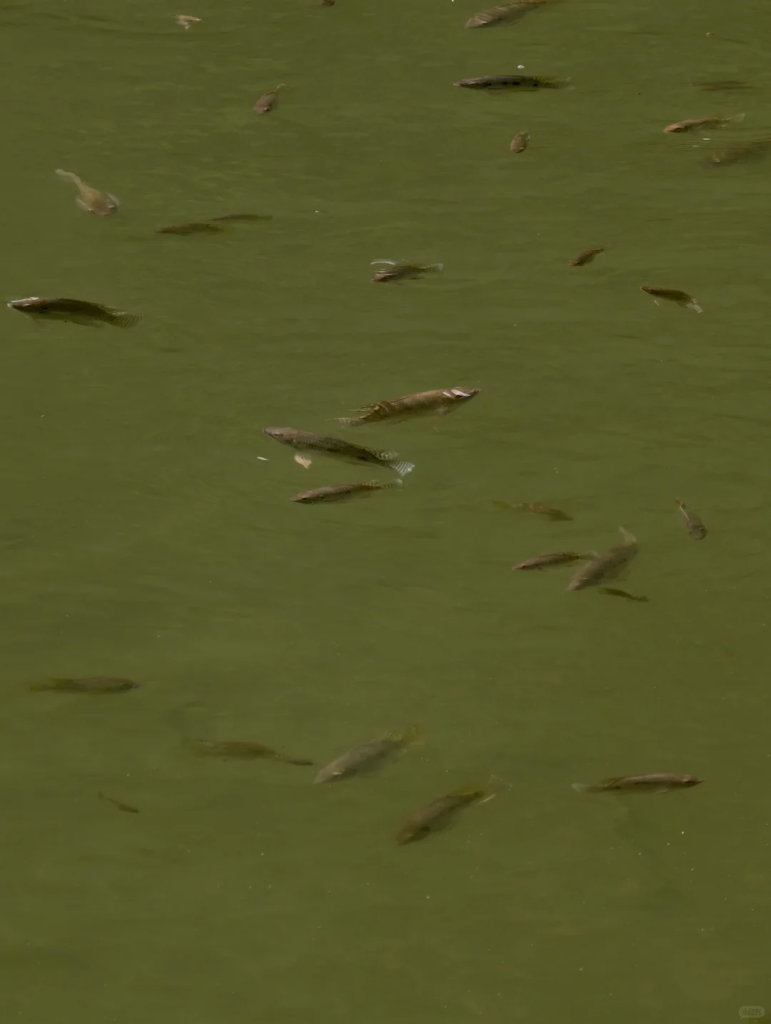 一不小心走进了山水画里！✨