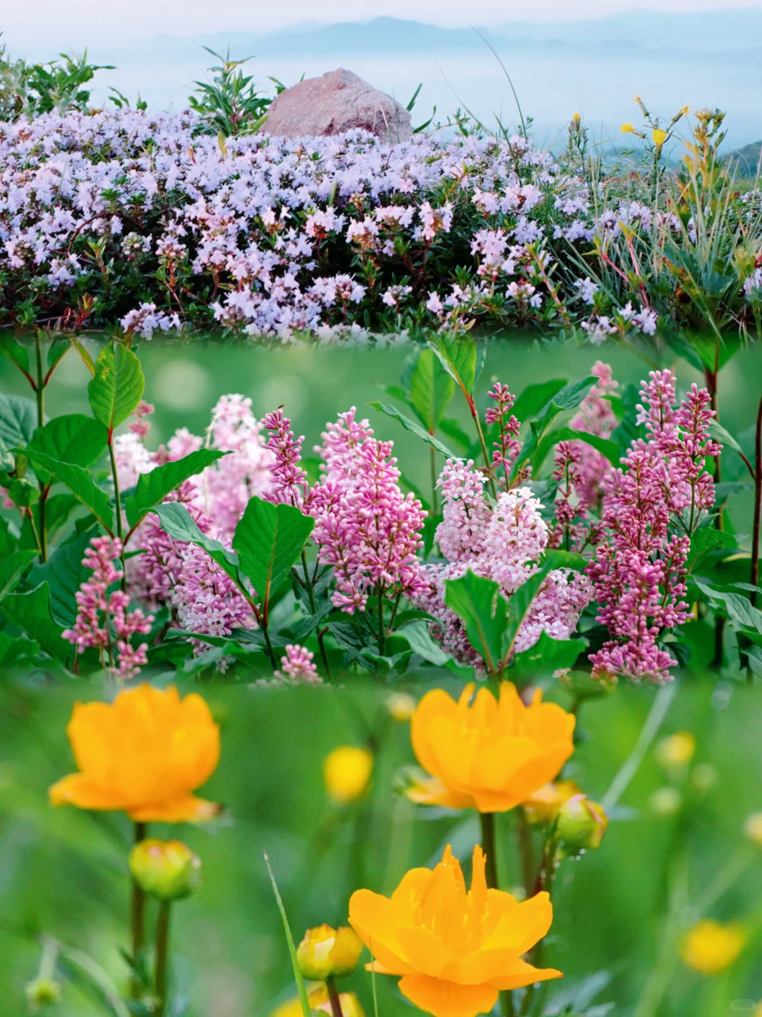 🌿误入上帝的后花园｜宫崎骏看了都得愣3秒‼️