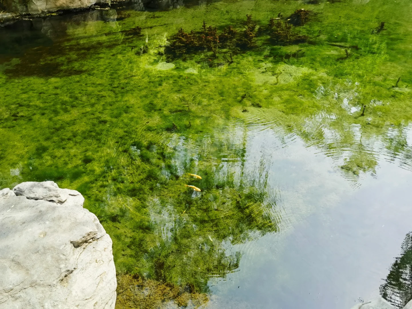 济南｜五龙潭公园