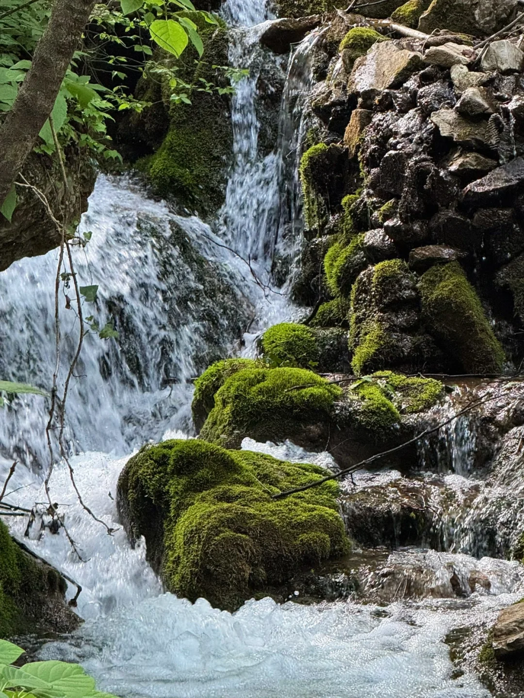 洛阳的花瀑也太浪漫了！！！！！