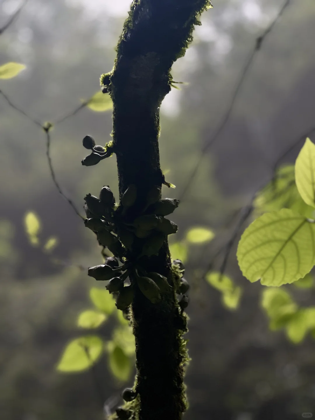 重庆周边一日游🌳向山而行