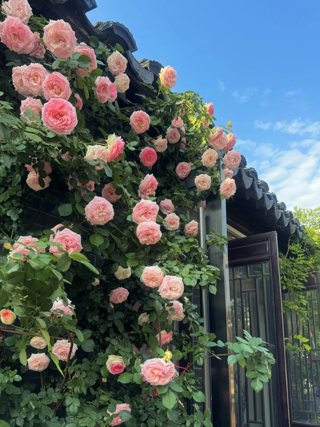 为了这1⃣️6⃣️张图，特地来了趟苏州