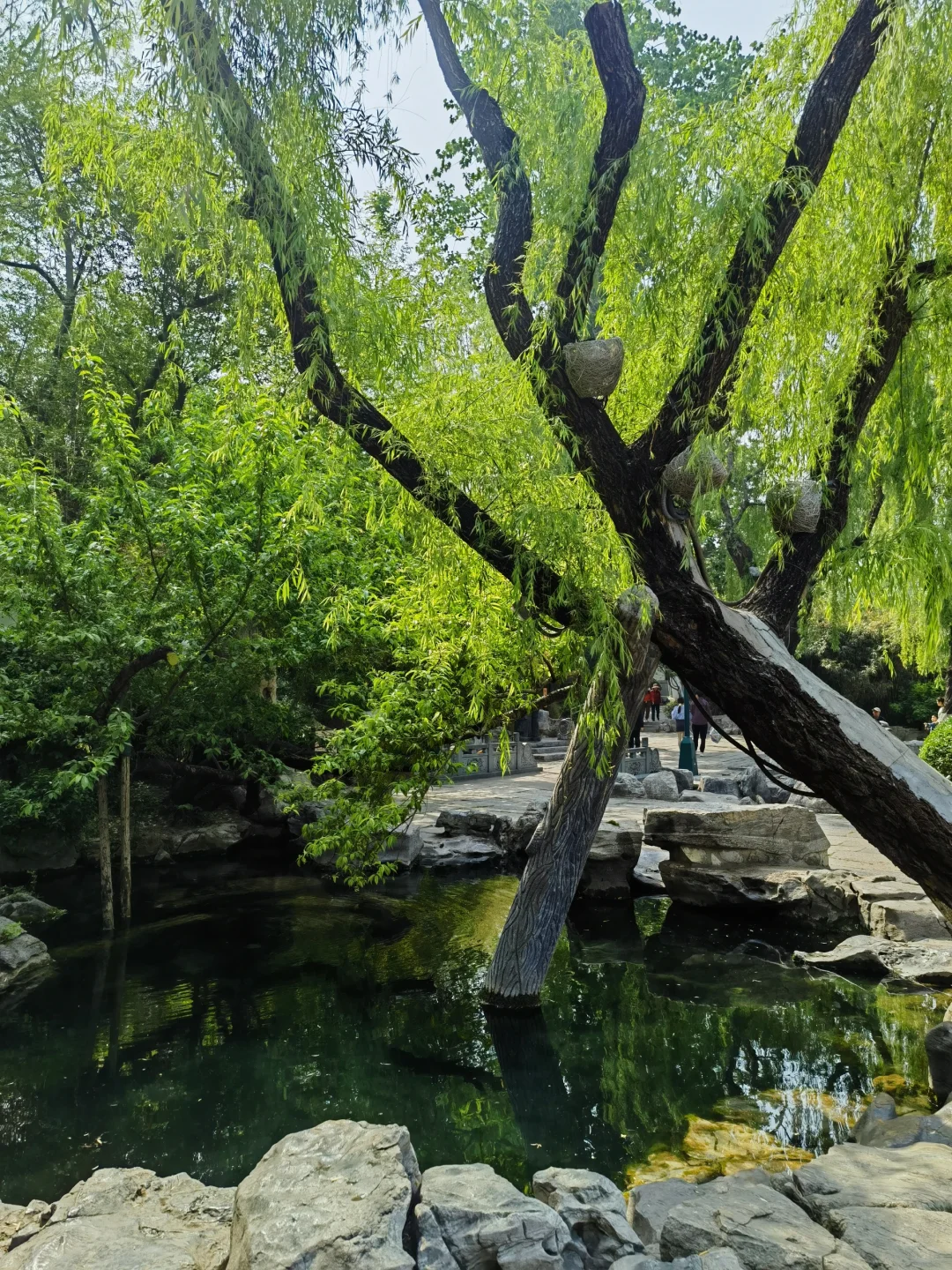 济南｜五龙潭公园