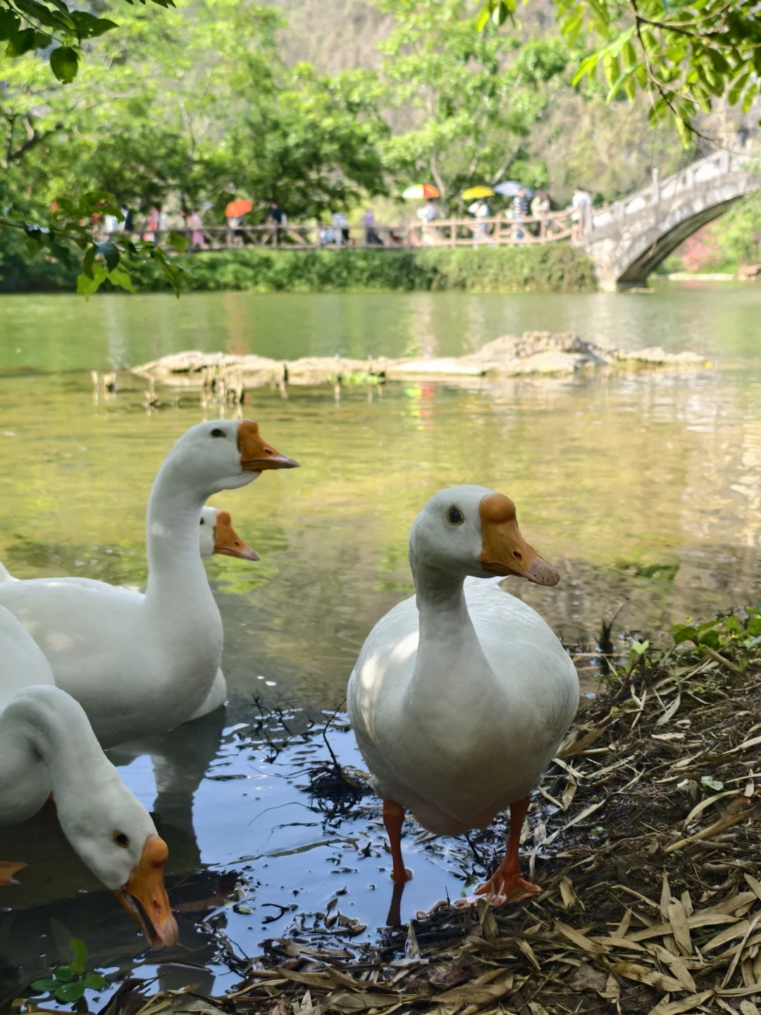 一不小心走进了山水画里！✨