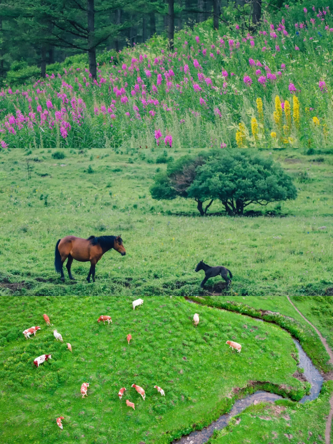 🌿误入上帝的后花园｜宫崎骏看了都得愣3秒‼️