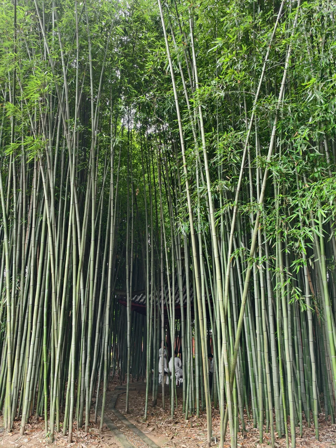 鹰潭龙虎山不累人一日游