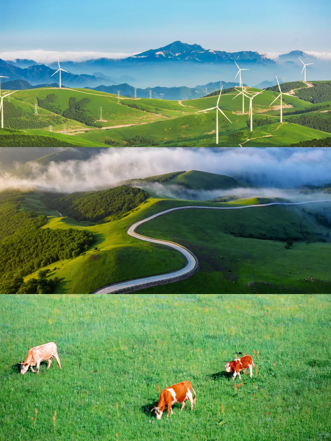 🌿误入上帝的后花园｜宫崎骏看了都得愣3秒‼️