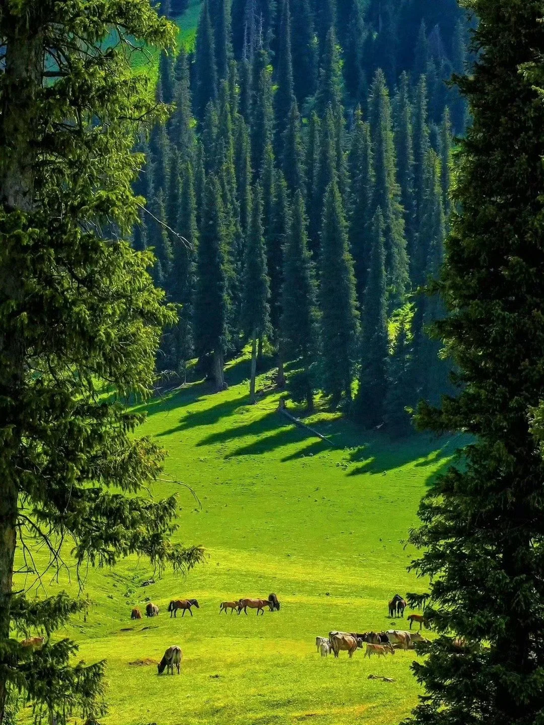 新疆伊犁小团已回，谈谈真实感受（8天7晚）