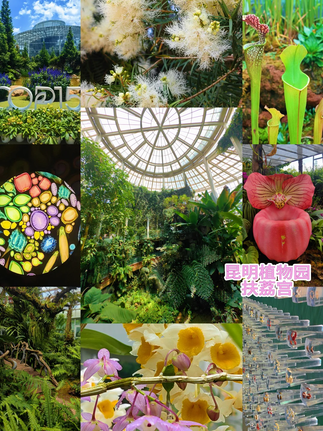 保姆级昆明旅游攻略 不起早 干货避雷分享