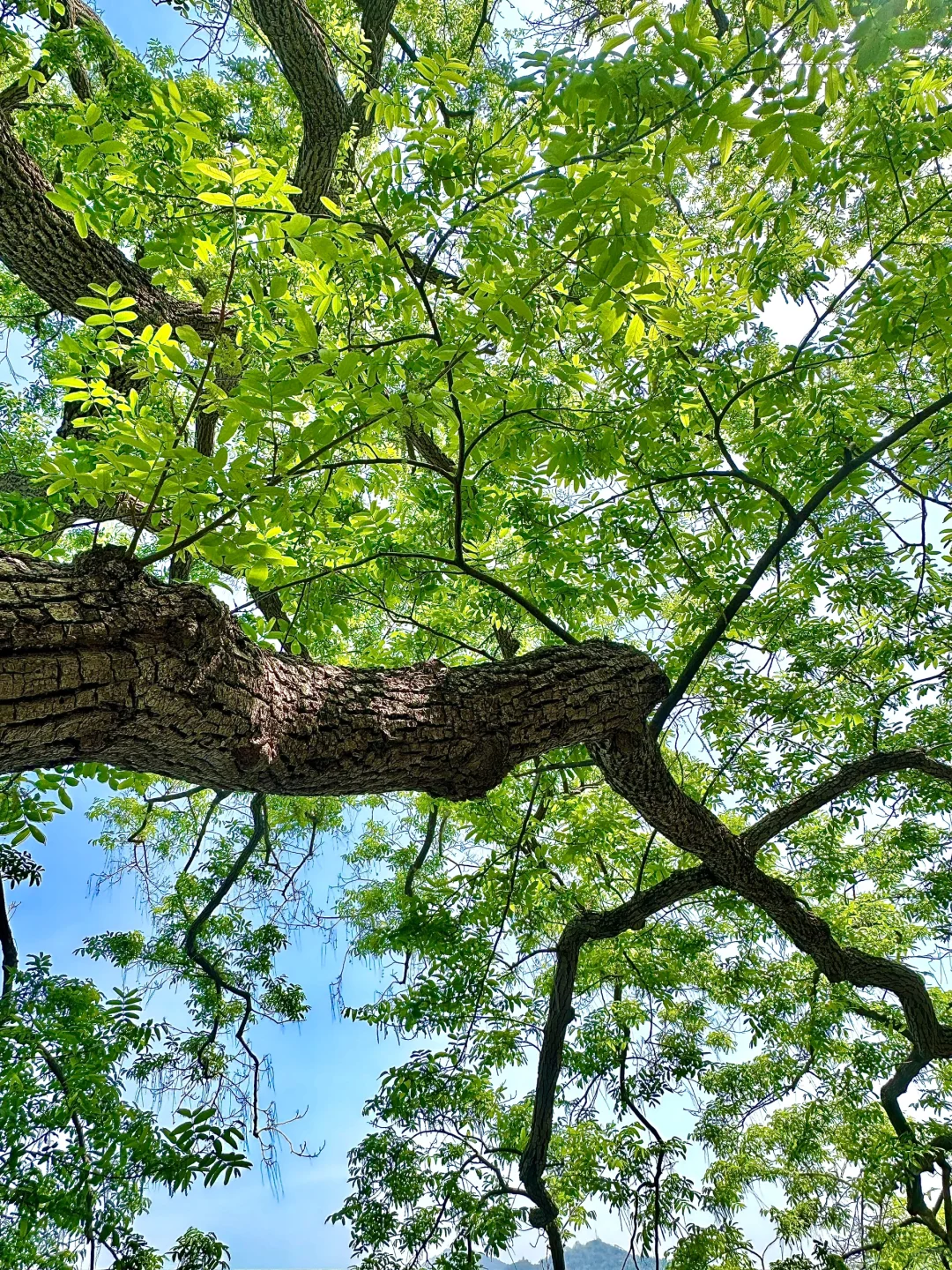 南京最好的地方都是免费的😂。。。