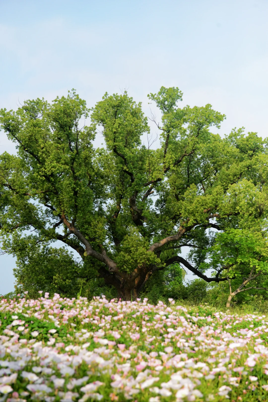 误入“宫崎骏漫画”世界