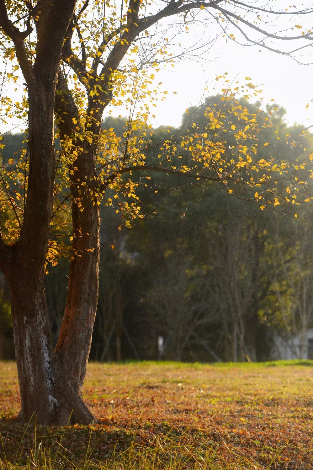 误入“宫崎骏漫画”世界