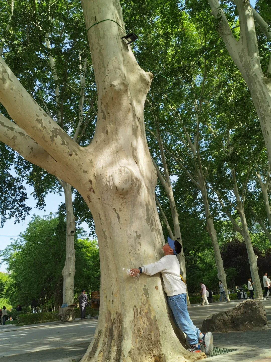 到了邯郸才懂了它的美