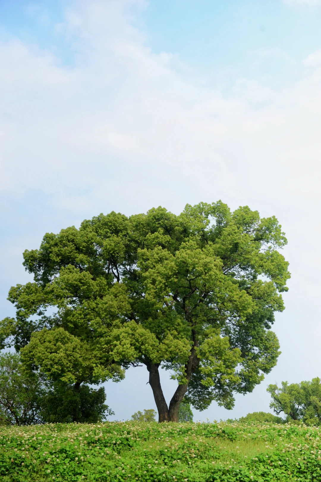 误入“宫崎骏漫画”世界