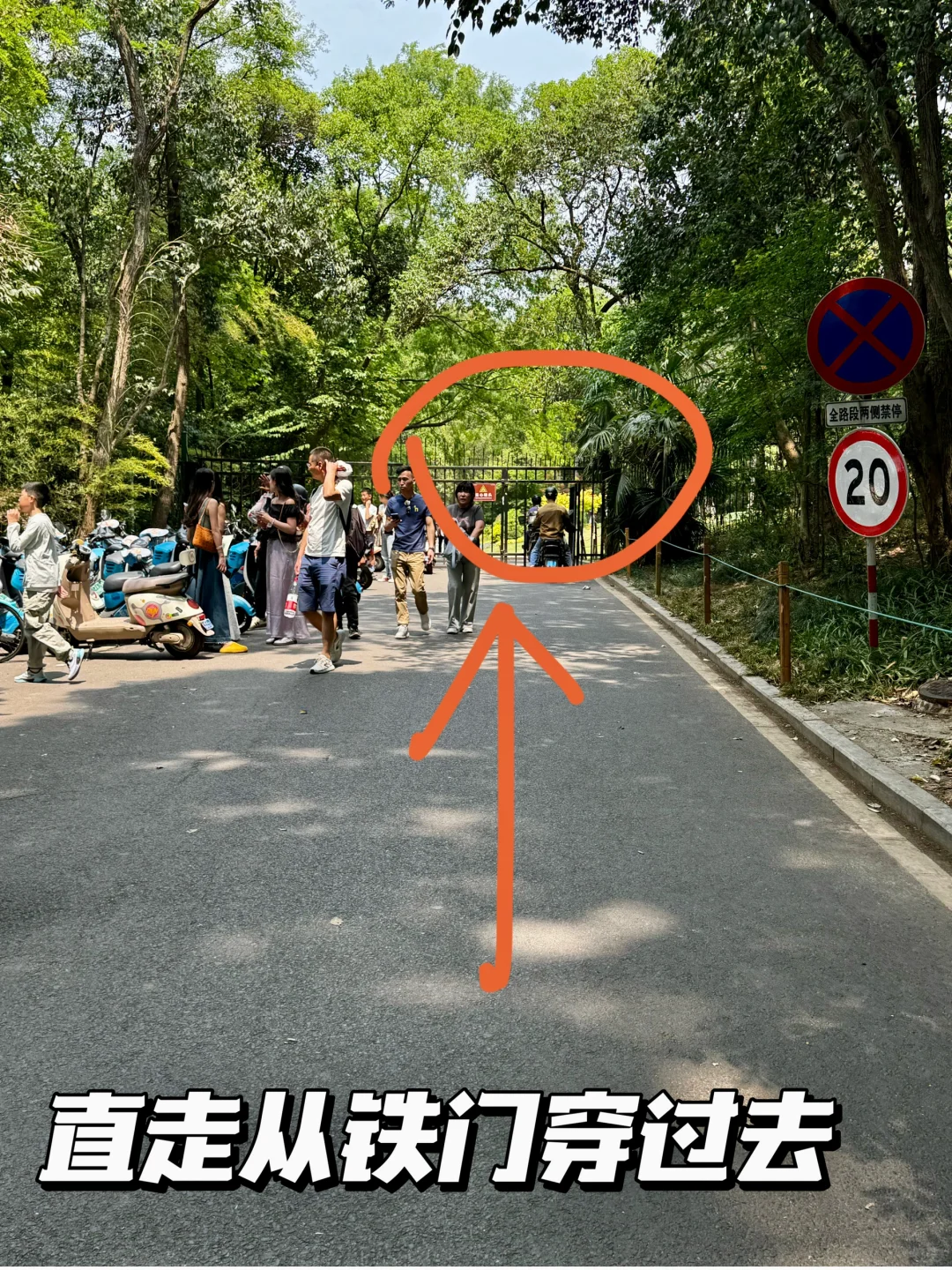 南京梧桐大道网红桥打卡路线指南（步行版）