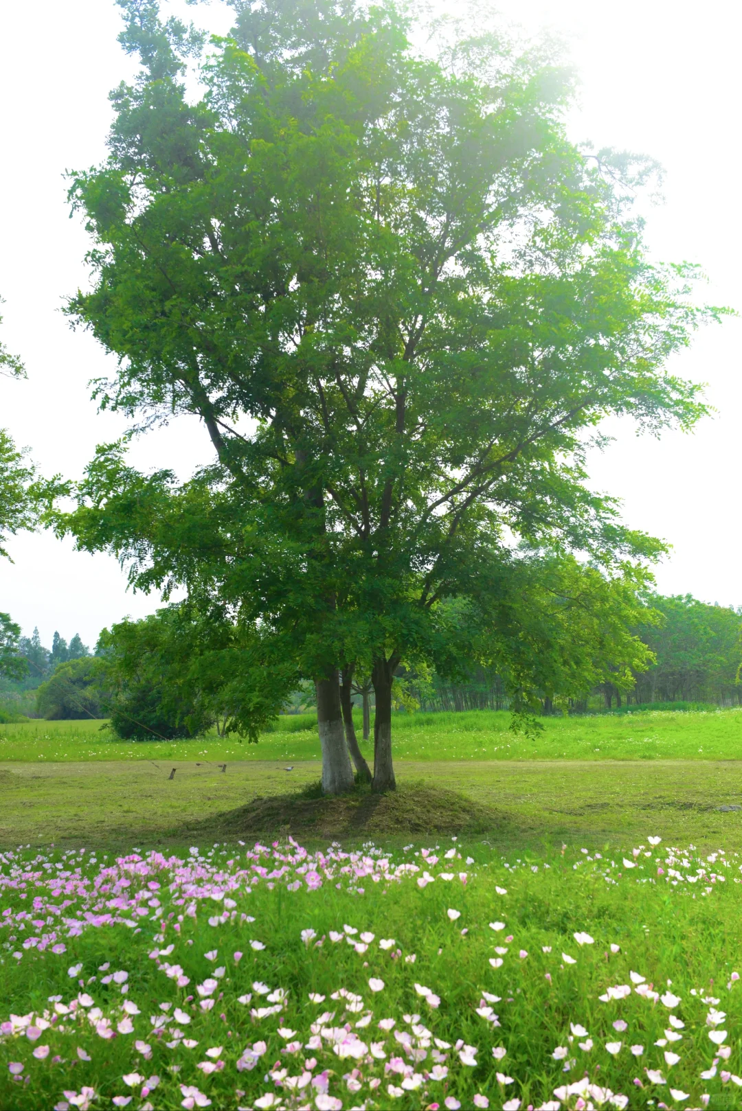 误入“宫崎骏漫画”世界