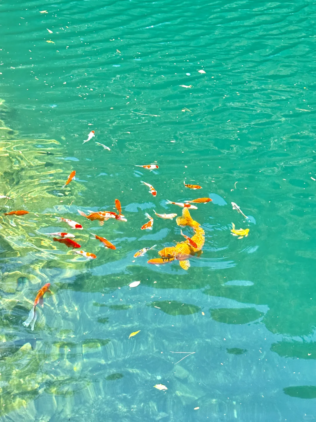 不是九寨沟！这是杭州！！16 ℃避暑胜地🍃