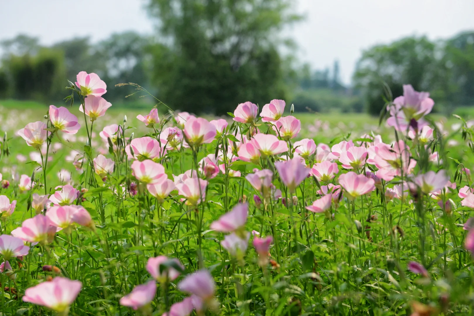 误入“宫崎骏漫画”世界