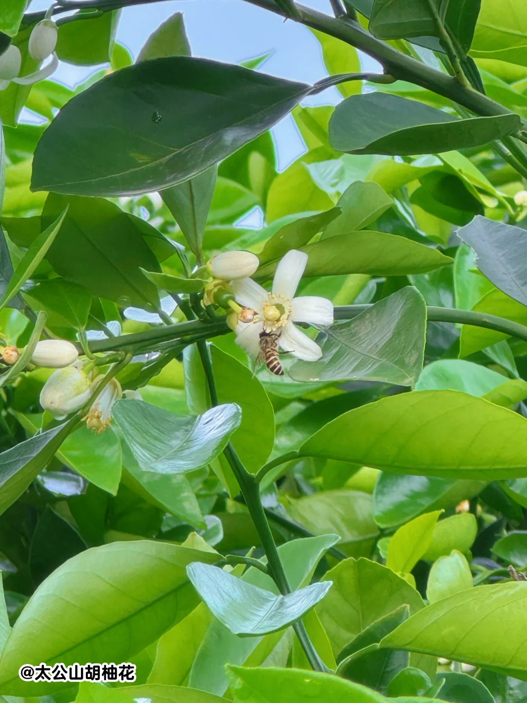 美哭了😭不愧是《国家地理》推荐的江南秘境