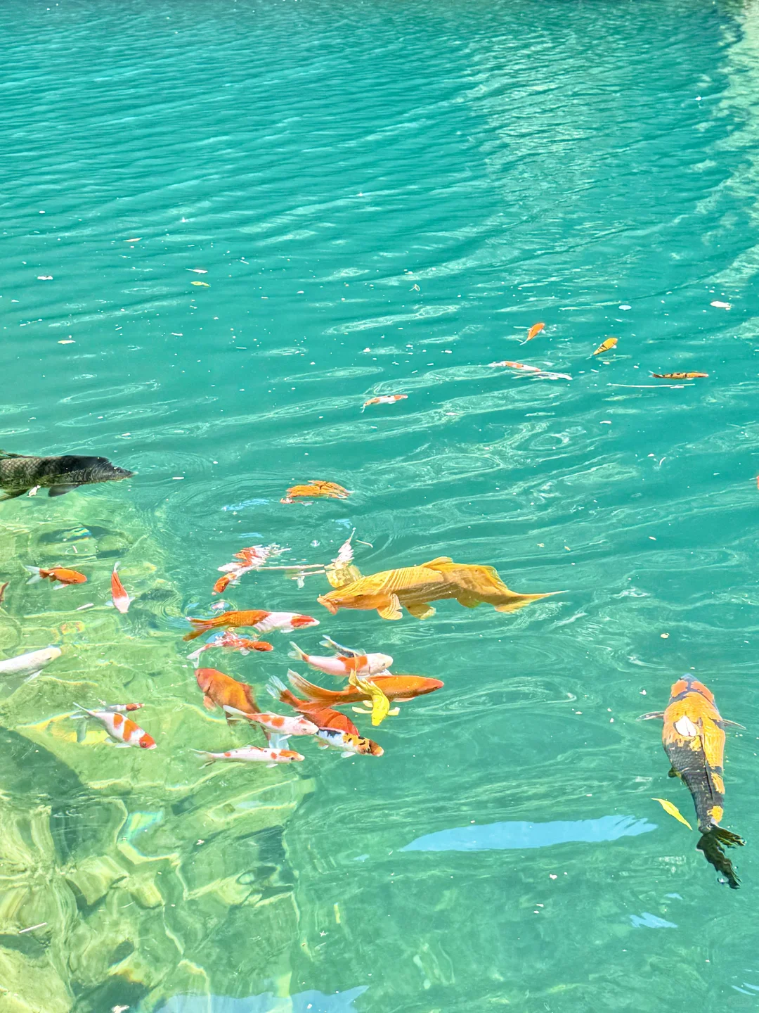 不是九寨沟！这是杭州！！16 ℃避暑胜地🍃