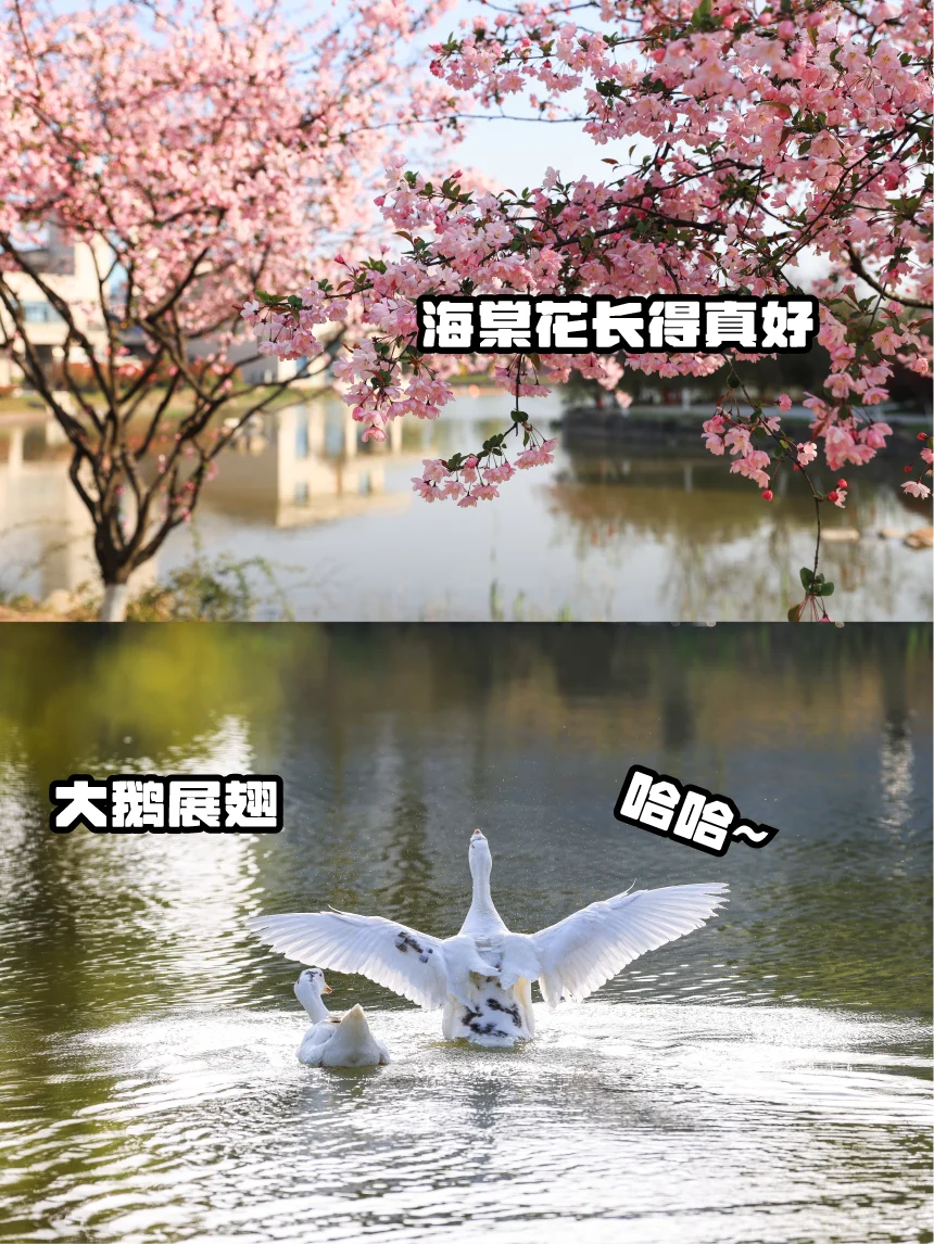 🥂缘来是你！淮安今世缘景区超好玩攻略✨