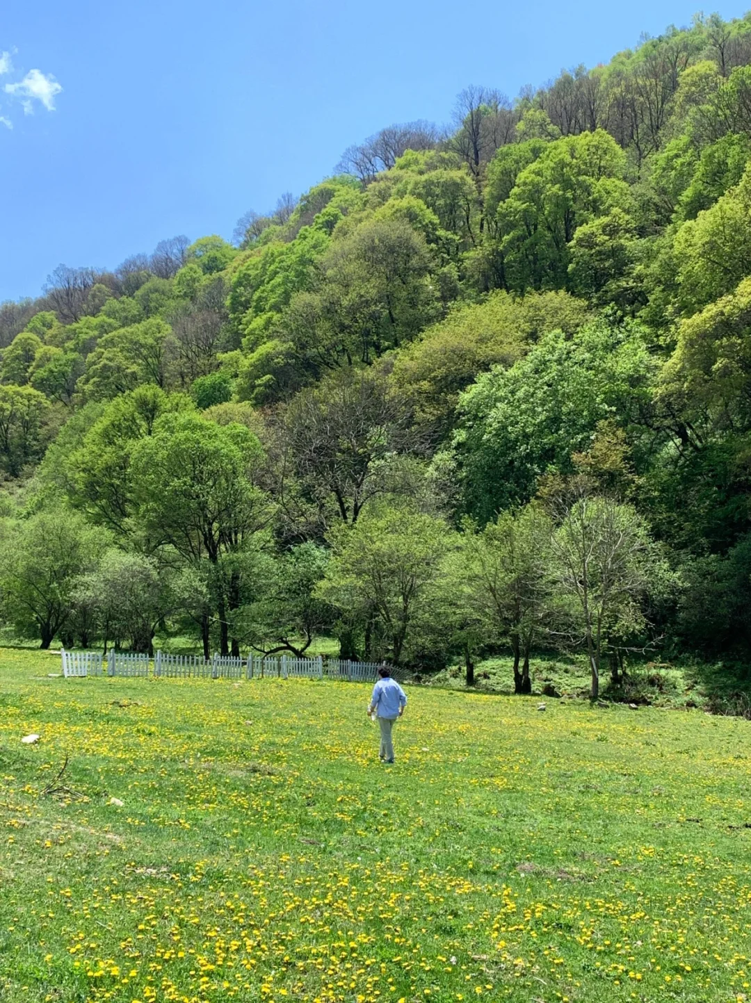 大水川一日游｜西安出发！牧场×高山草甸！