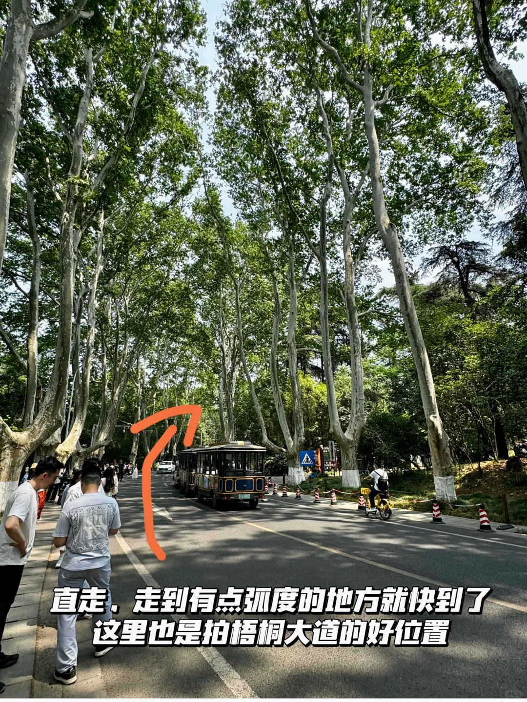 南京梧桐大道网红桥打卡路线指南（步行版）
