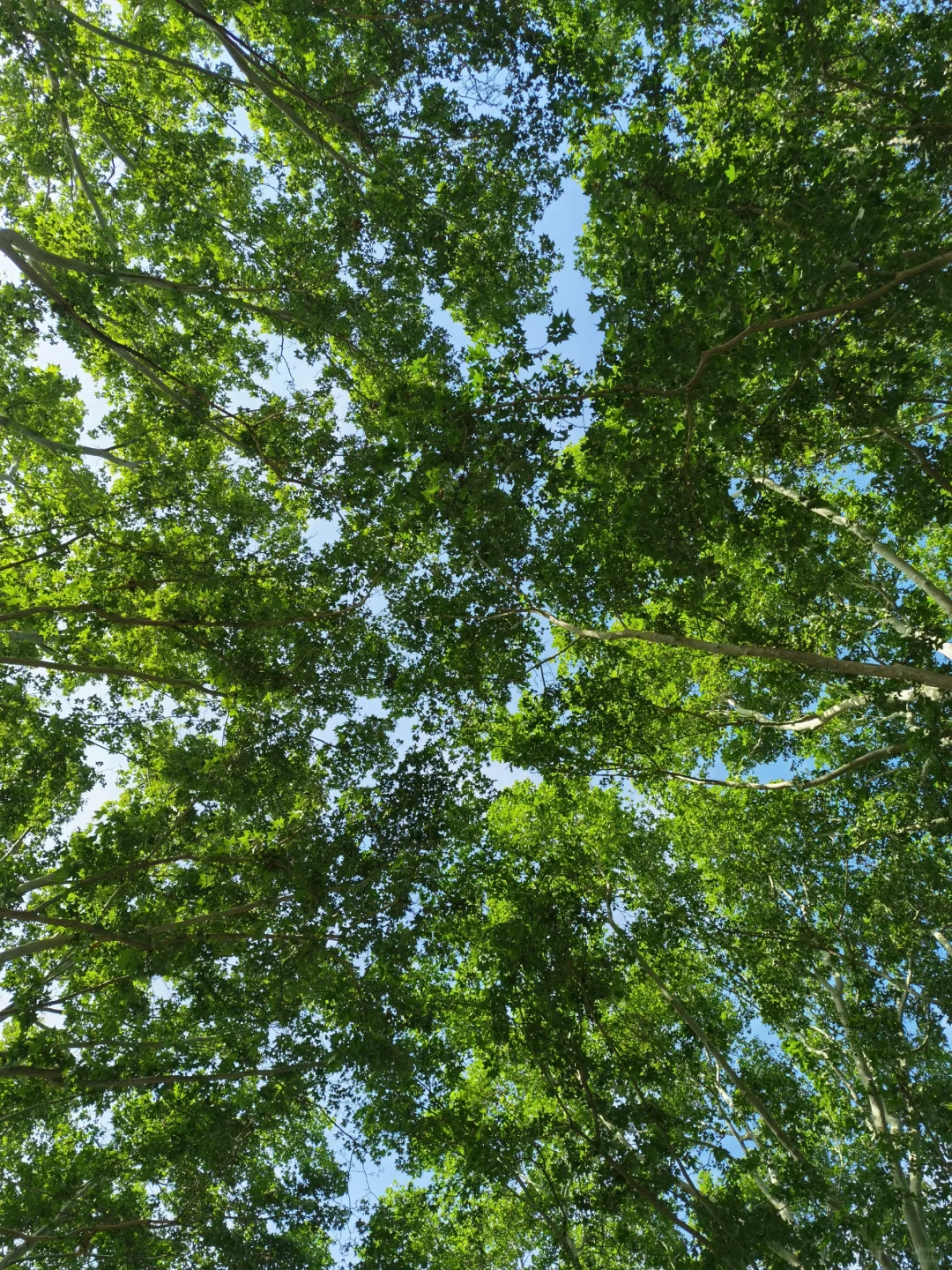 到了邯郸才懂了它的美