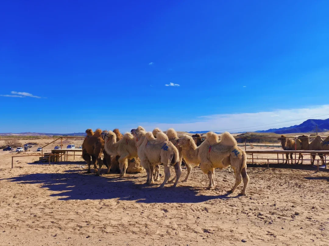 端午｜热阿达达乌兰布统紧凑旅游路线攻略‼️