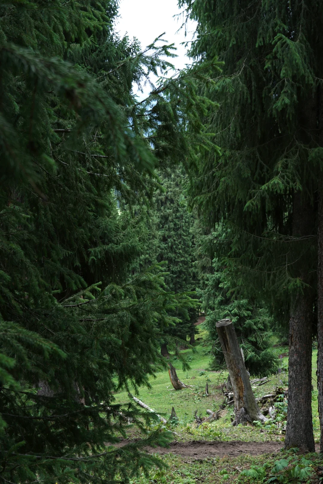 伊犁草原真没必要去太多