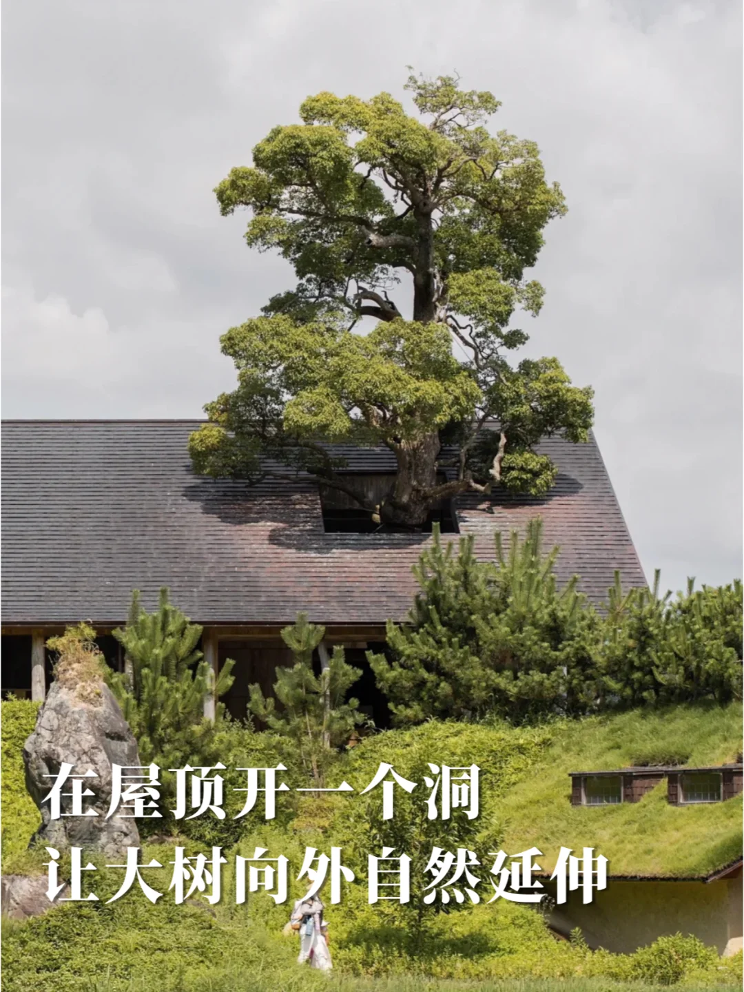 如果你有一棵树，怎么打造网红场景？