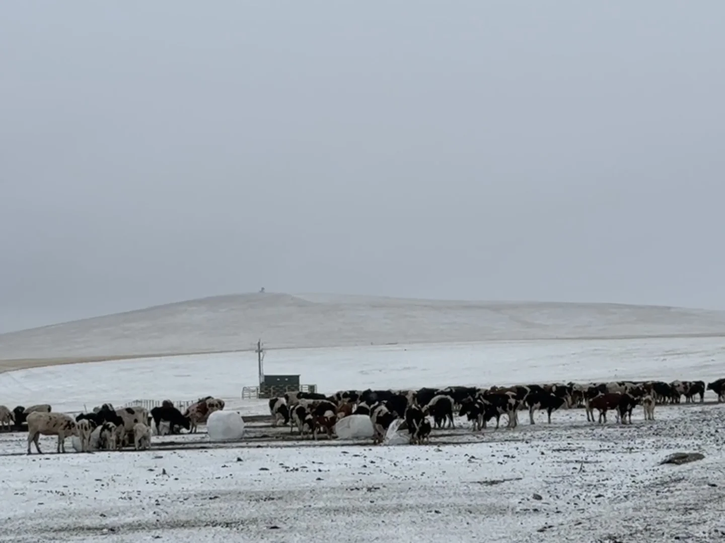 五一假期🐶都不去的呼伦贝尔,我去!🙋♂️