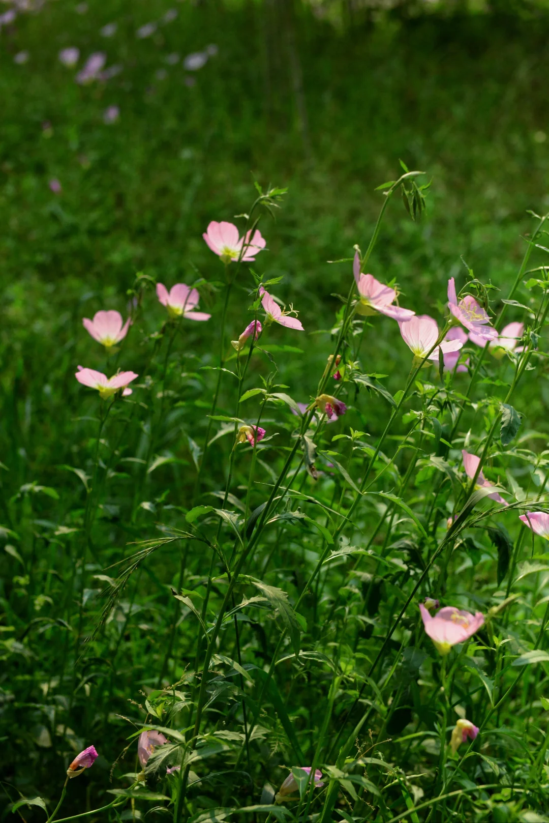 误入“宫崎骏漫画”世界