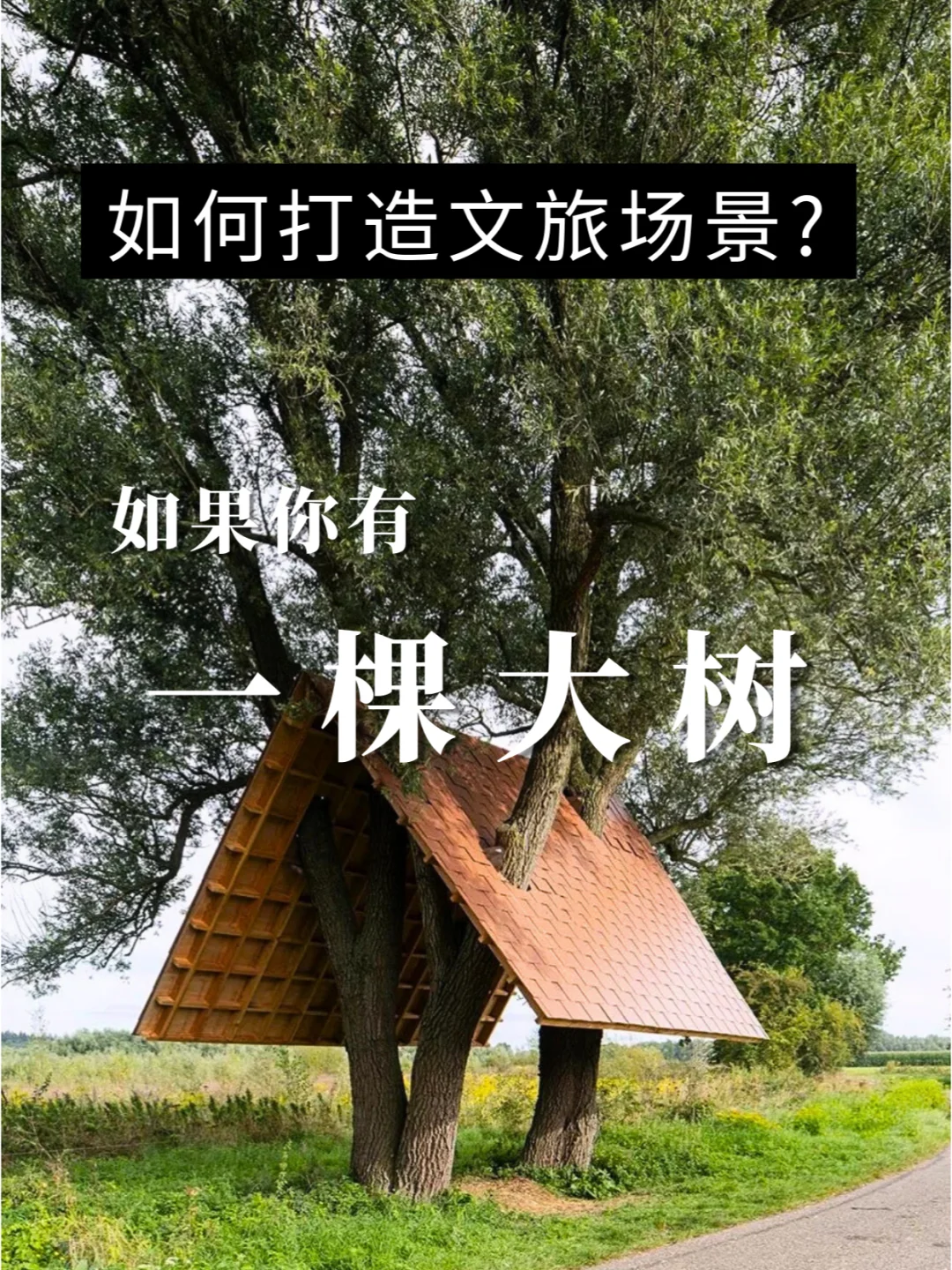如果你有一棵树，怎么打造网红场景？