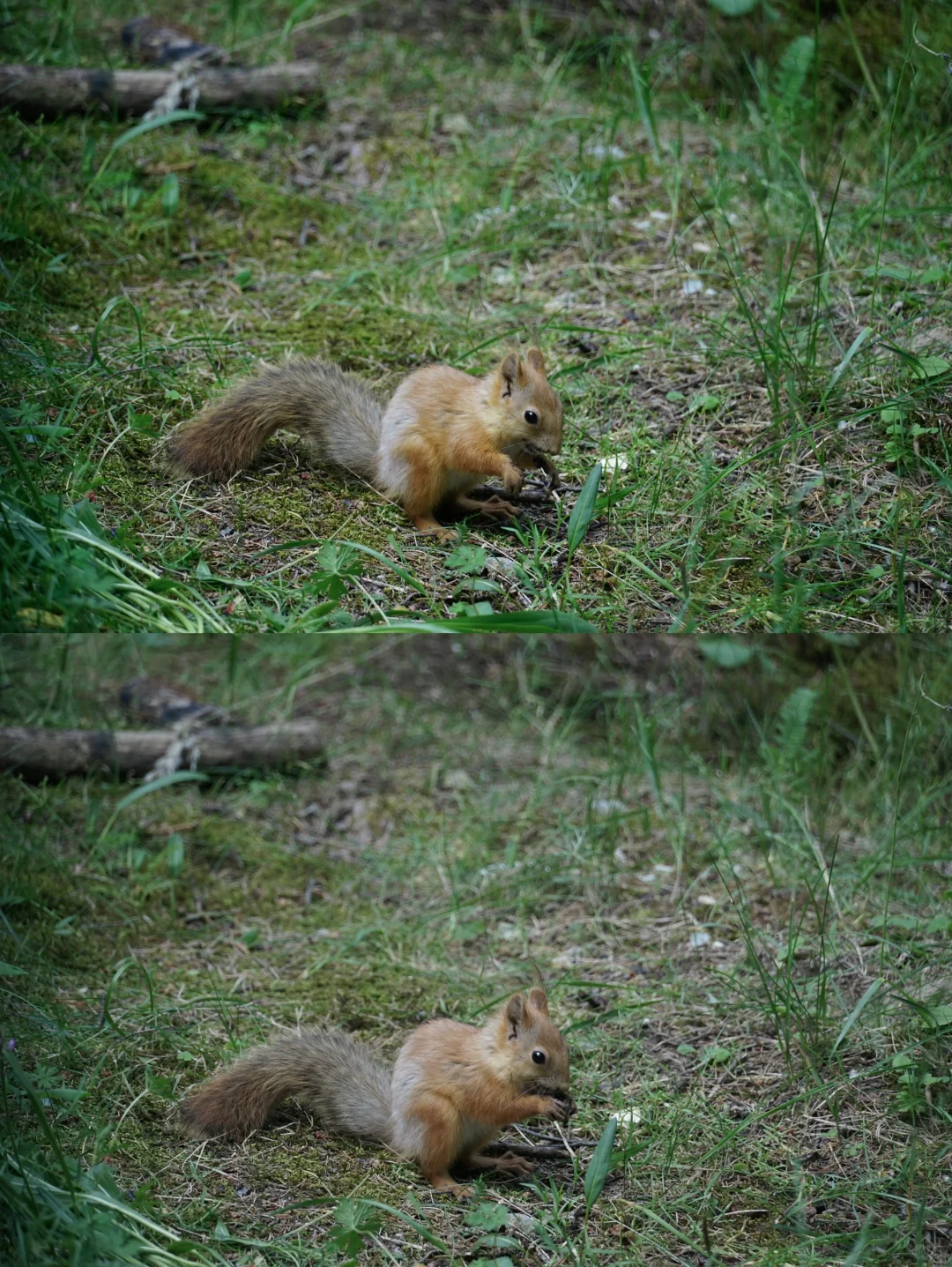 伊犁草原真没必要去太多
