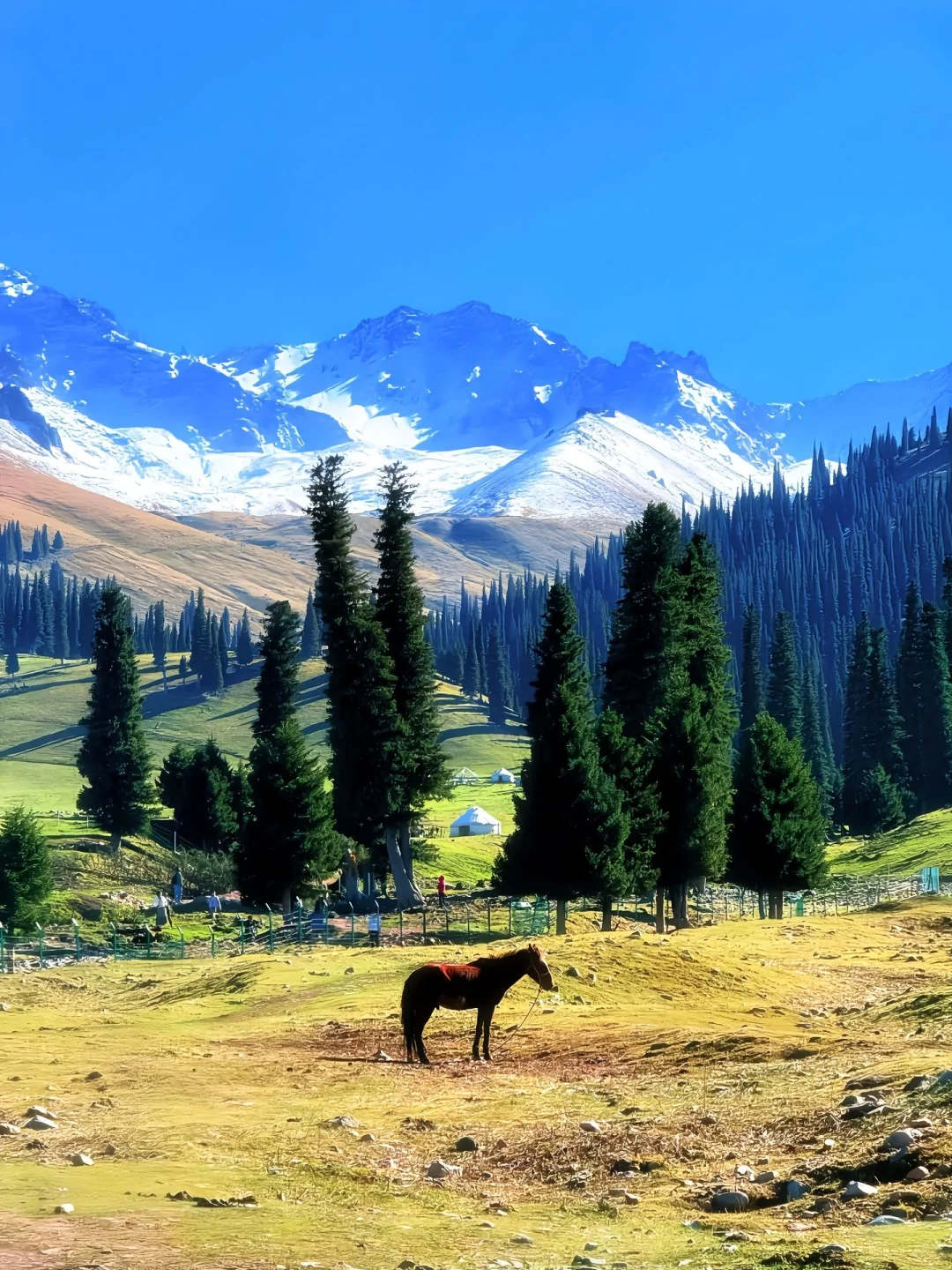 新疆血泪警告！不做这步哭晕在景区😭