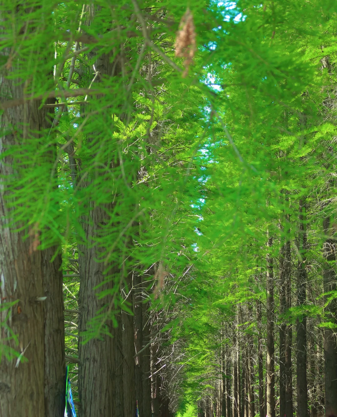 五一假期 | 淮安必打卡景点