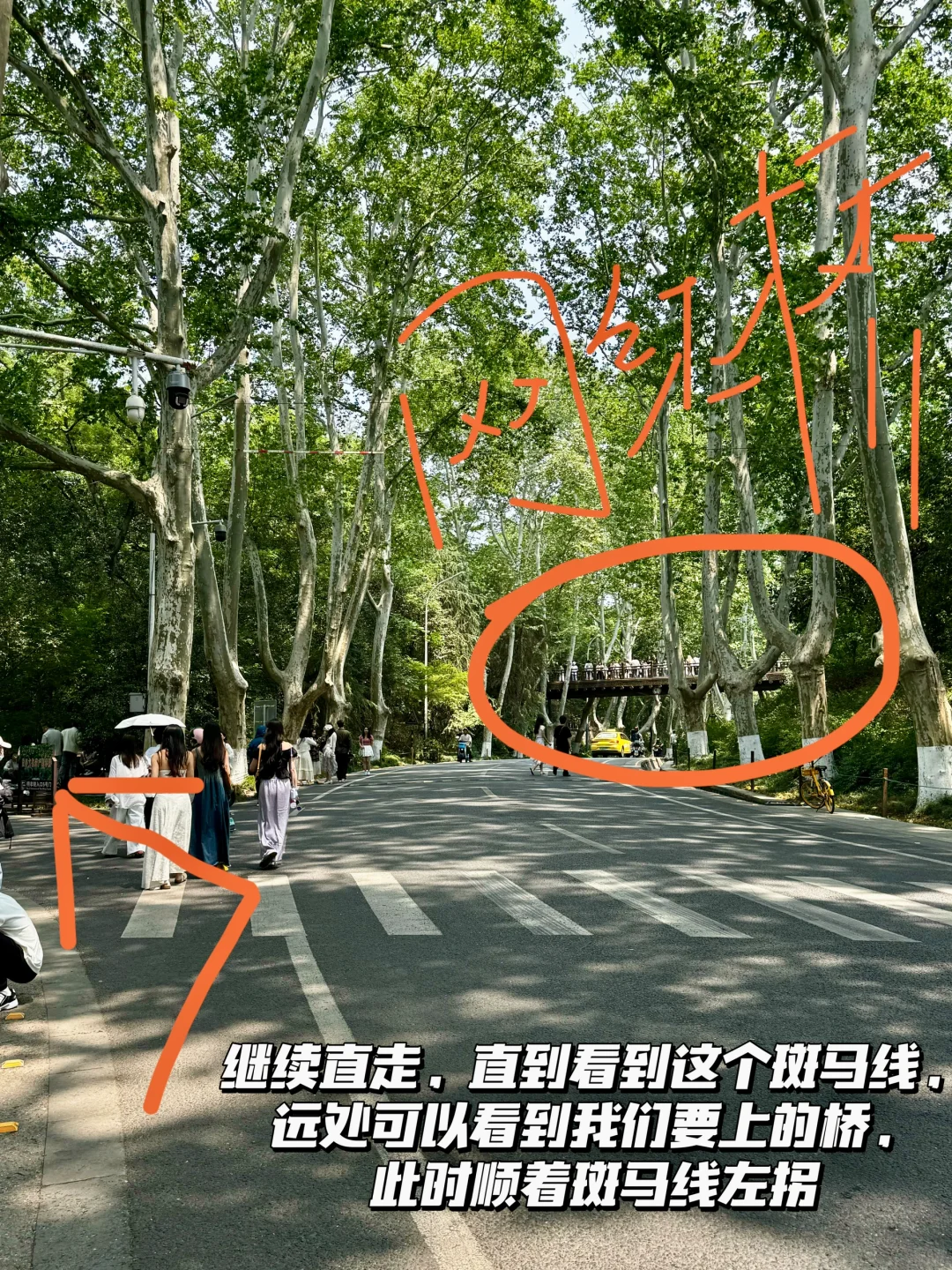 南京梧桐大道网红桥打卡路线指南（步行版）