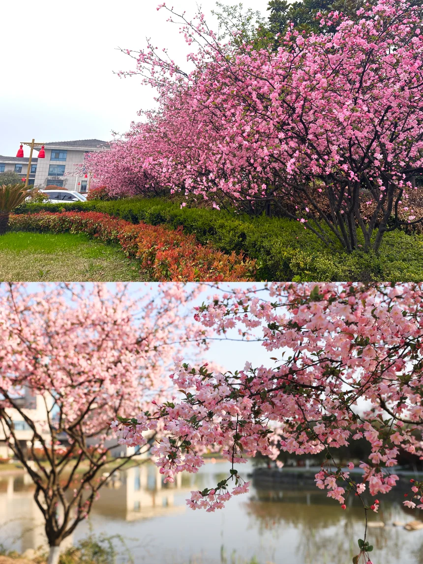 淮安旅游必去十大景点✨今世缘景区超惊艳